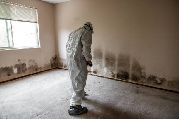 Best Mold Prevention Services  in USA